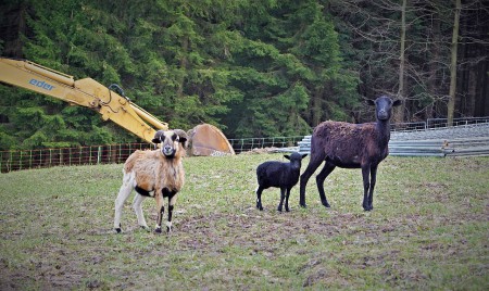 Unsere neuen Schafe